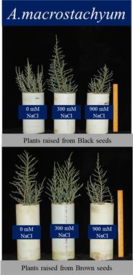 Insights into the salinity tolerance of the succulent halophyte Arthrocnemum macrostachyum: comparative ecophysiology of plants from heteromorphic seeds